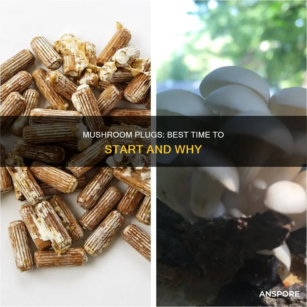 when to start mushroom plugs