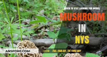 Best Time to Hunt Morel Mushrooms in New York State