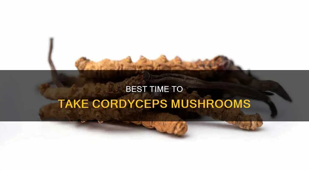 when to take cordyceps mushroom