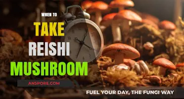 Reishi Mushroom: Best Time to Take It