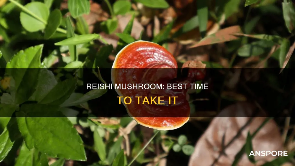 when to take reishi mushroom