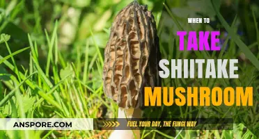 Shiitake Mushrooms: Best Time to Take Them