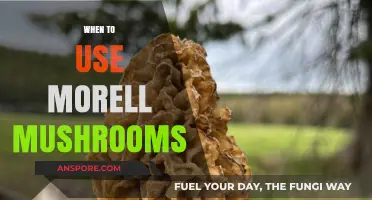 When to Use Morel Mushrooms: A Seasonal Guide for Foragers