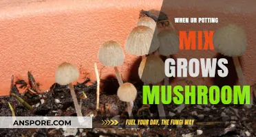 Mushrooms in Your Potting Mix: Causes, Concerns, and Solutions