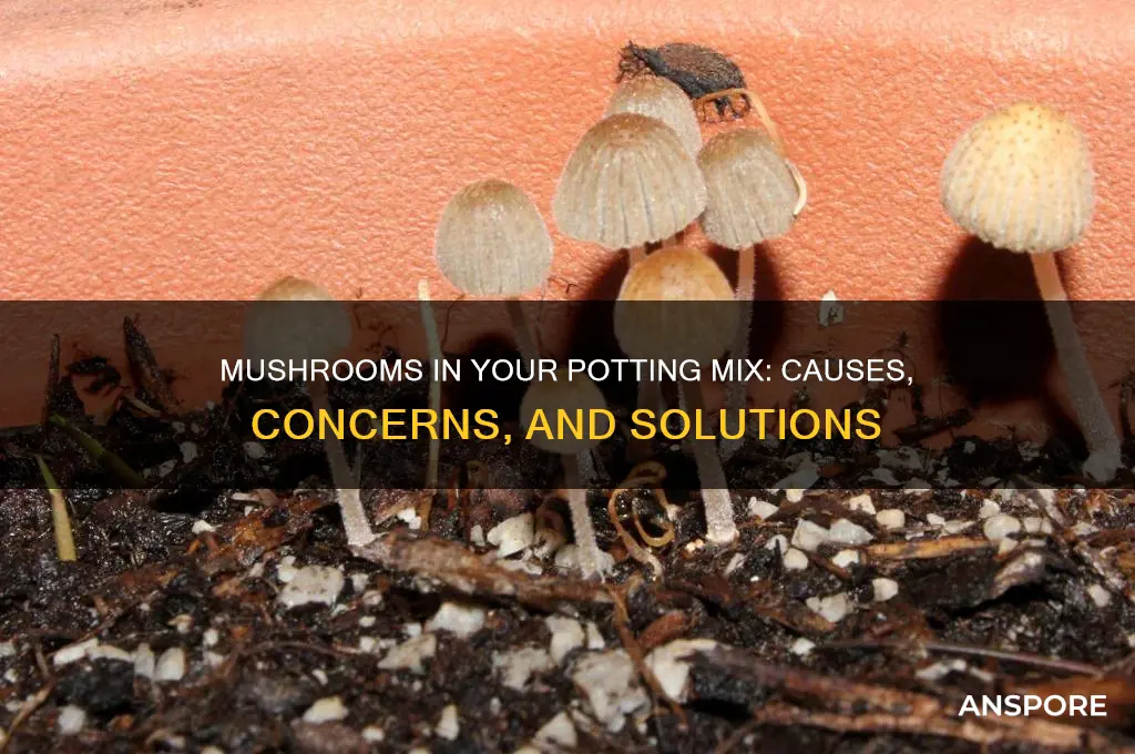 when ur potting mix grows mushrooms