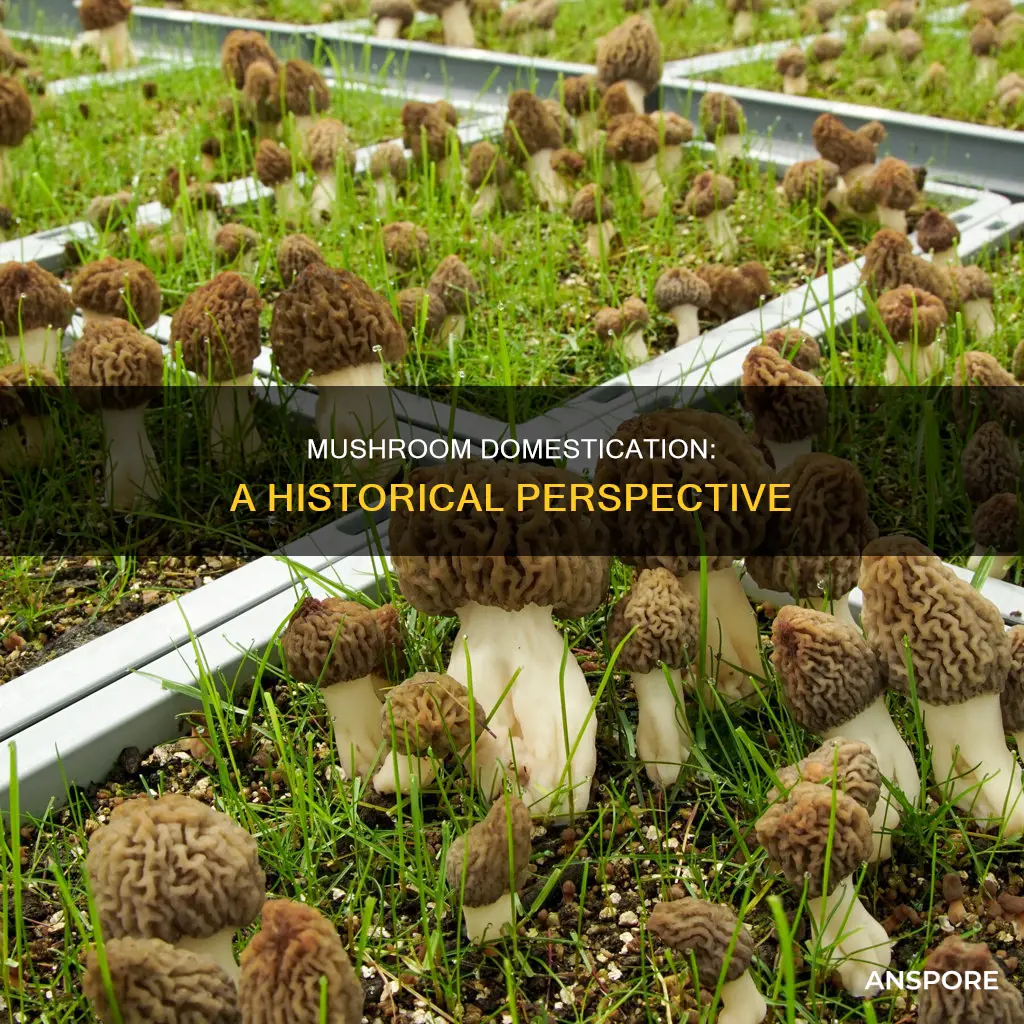 when were mushrooms domesticated