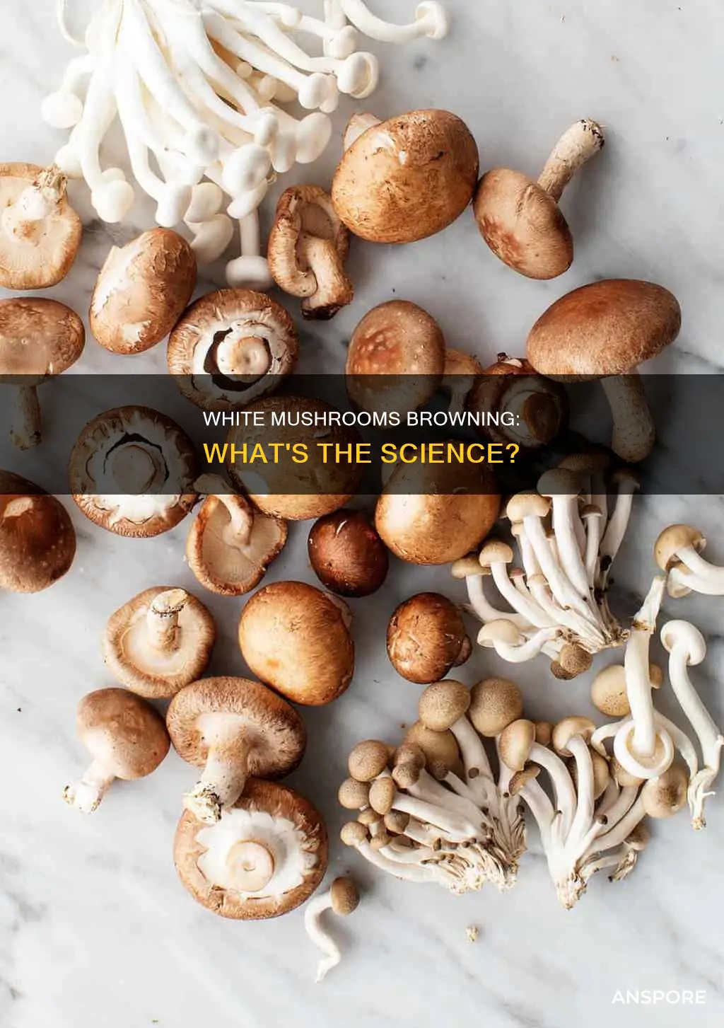 when white mushrooms turn brown