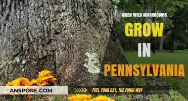 Pennsylvania's Wild Mushroom Season: When and Where to Find Them