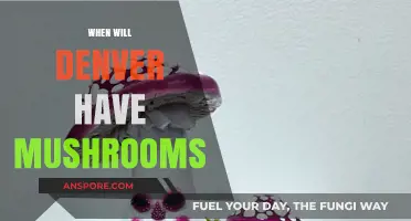 Denver's Mushroom Season: When and Where to Find Them