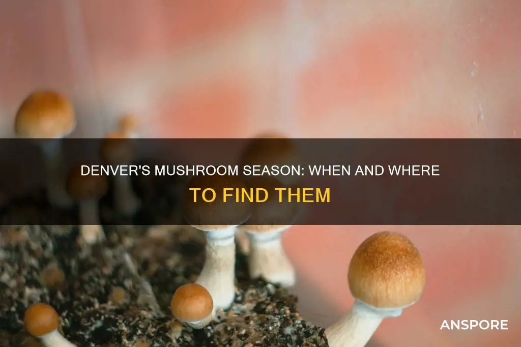 when will denver have mushrooms