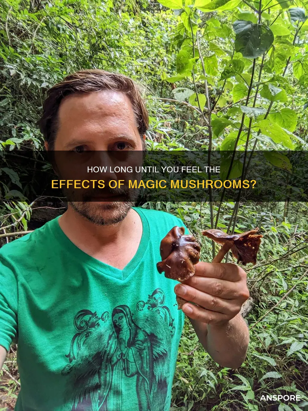 when will i feel mushrooms