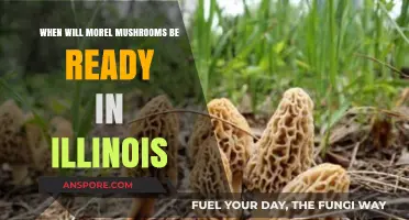 Illinois Morel Mushroom Season: Timing and Tips for a Successful Hunt