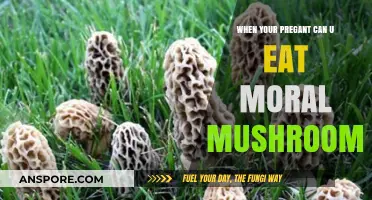 Pregnancy and Morel Mushrooms: Safe to Eat or Not?