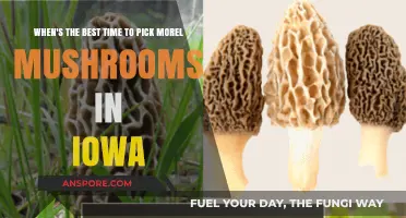 Iowa Morel Mushroom Hunting: Timing Tips for Peak Season Success