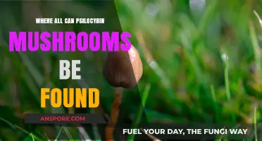 Exploring Psilocybin Mushrooms: Global Habitats and Natural Environments