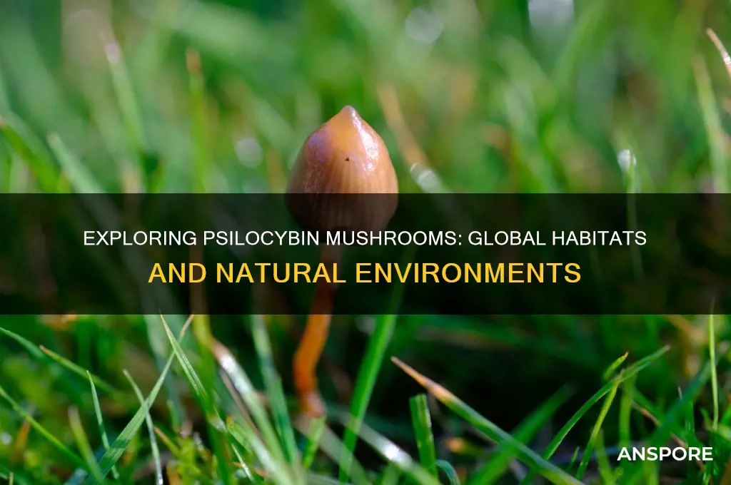 where all can psilocybin mushrooms be found