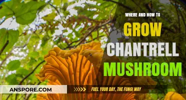 Growing Chantrell Mushrooms: Best Locations and Cultivation Techniques Revealed