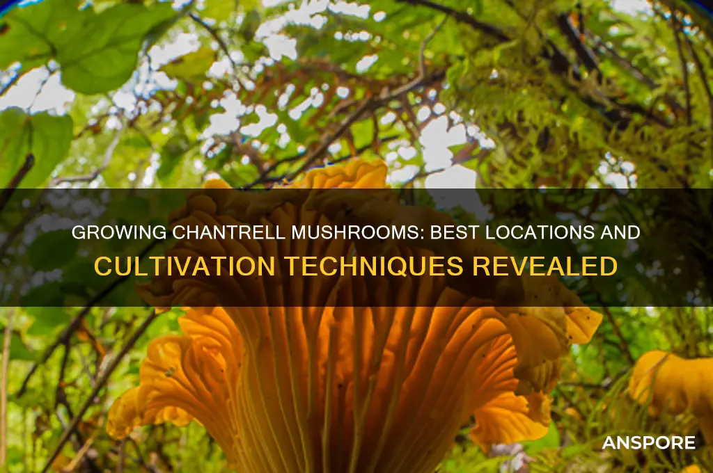 where and how to grow chantrell mushrooms