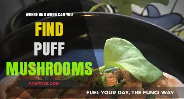 Discovering Puff Mushrooms: Ideal Locations and Seasons for Foraging