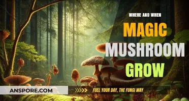 Exploring the Natural Habitats and Seasons of Magic Mushrooms Growth