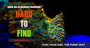 Actinodiscus Mushrooms: Why Are They So Elusive in the Wild?