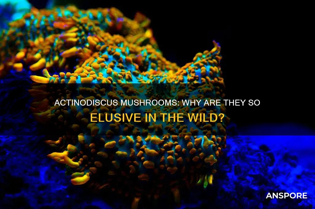 where are actinodiscus mushroom hard to find