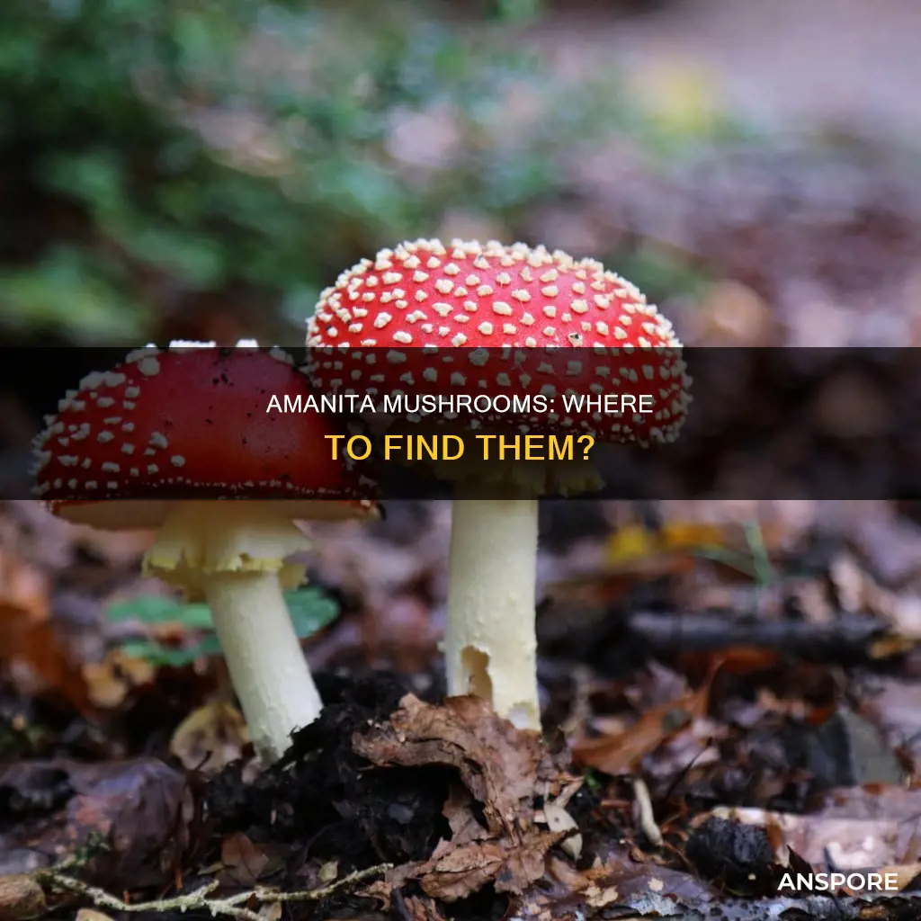 where are amanita mushrooms found