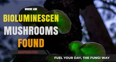 Glowing Mushrooms: Where to Find Them