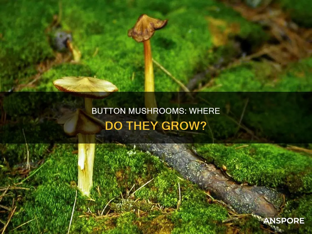 where are button mushrooms found