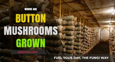 The Life Cycle of Button Mushrooms: Where Do They Grow?