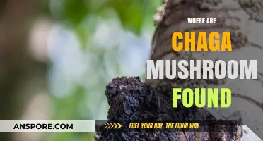 Chaga Mushrooms: Where to Find Nature's Healer