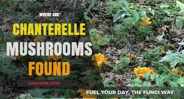 Chanterelle Mushrooms: Where to Find Them in the Wild