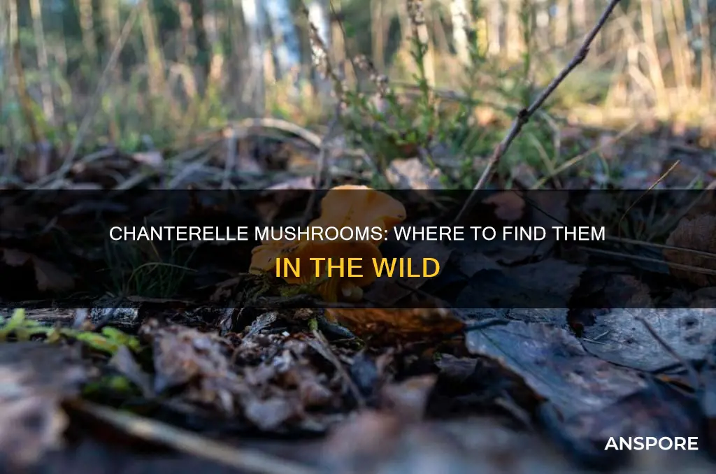 where are chanterelle mushrooms found