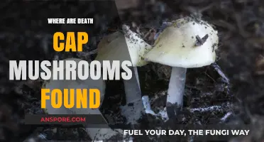 Death Cap Mushrooms: Global Habitats and Common Locations Explained