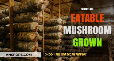 Mushroom Cultivation: Edible Fungi Farming Techniques