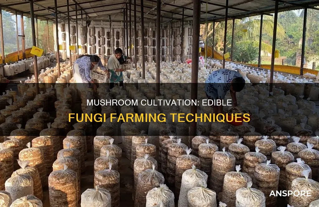 where are eatable mushrooms grown