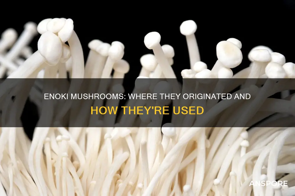 where are enoki mushrooms from