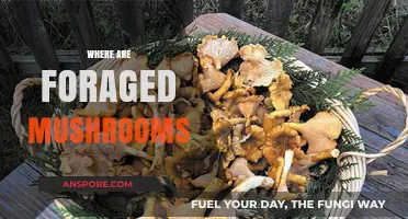 Foraged Mushrooms: Nature's Hidden Delicacies