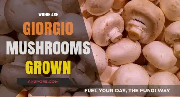 Giorgio Mushrooms: Where Are They Grown?