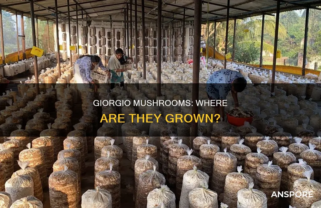 where are giorgio mushrooms grown
