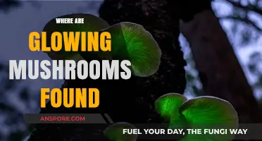 Glowing Mushrooms: Where to Find These Luminous Fungi