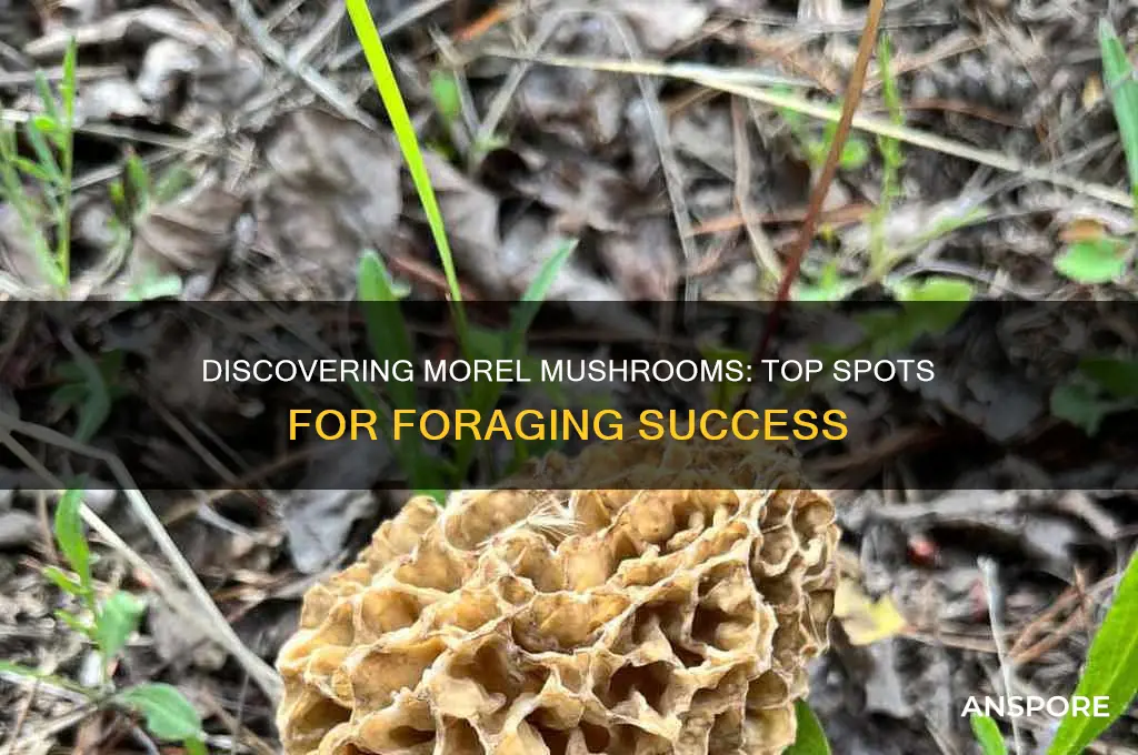 where are good places to find morel mushrooms