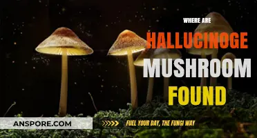 Magic Mushrooms: Where to Find Them