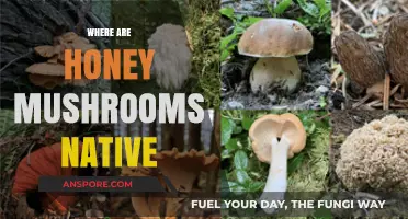 Honey Mushrooms: Where Do They Originate?