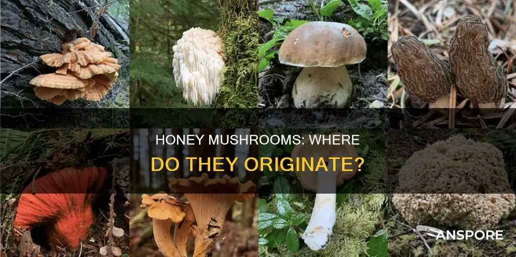 where are honey mushrooms native