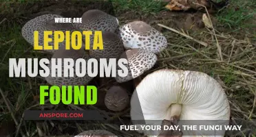 Lepiota Mushrooms: Where They Are Found