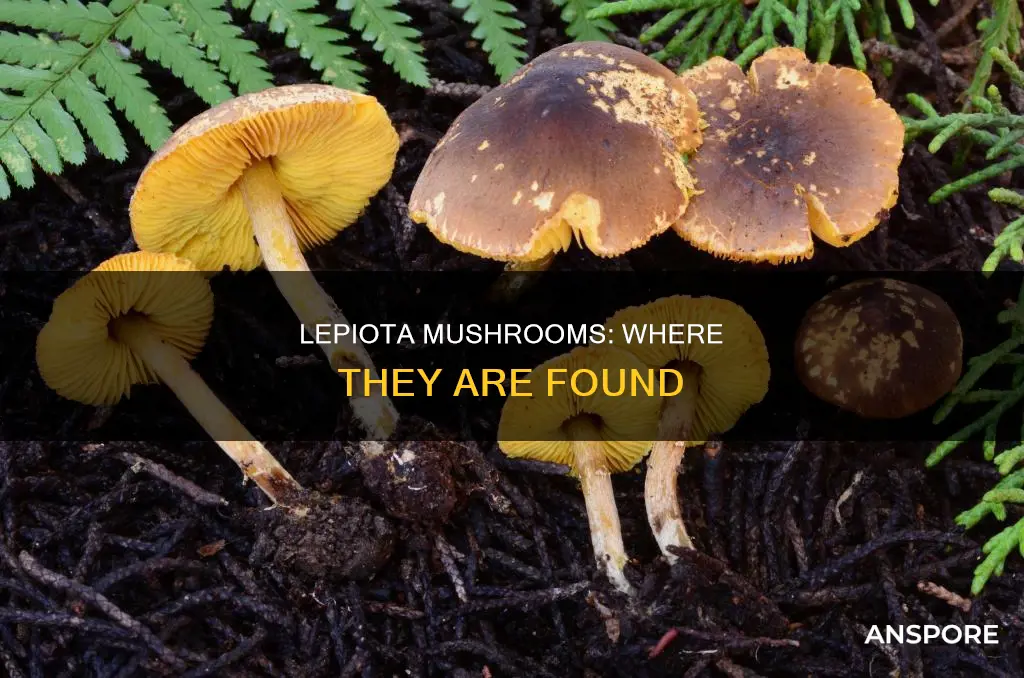 where are lepiota mushrooms found
