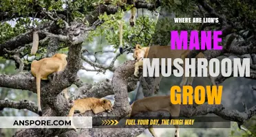 Discovering Lion's Mane Mushrooms: Natural Habitats and Growing Conditions