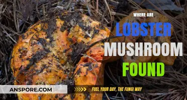 Finding Lobster Mushrooms: A Forager's Guide