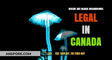 Exploring Canada's Legal Magic Mushroom Landscape: Where Are They Permitted?